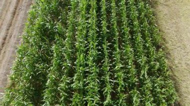 Bulutlu gökyüzünün altında yemyeşil mısır tarlasından geniş tarım arazilerine hava geçişi.