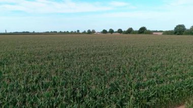 Açık mavi gökyüzünün altındaki geniş yeşil mısır tarlasının havadan görünüşü.