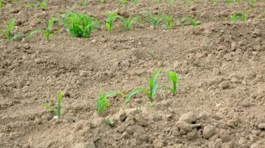 Güneşli kırsal esintide yemyeşil sarmaşık çiçek açar..