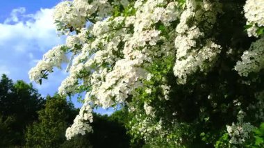 Güneşli kırsal esintide yemyeşil sarmaşık çiçek açar..