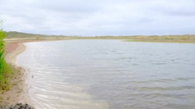 Güneşli kırsal esintide yemyeşil sarmaşık çiçek açar..