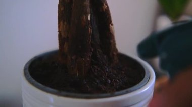 Güneşli kırsal esintide yemyeşil sarmaşık çiçek açar..