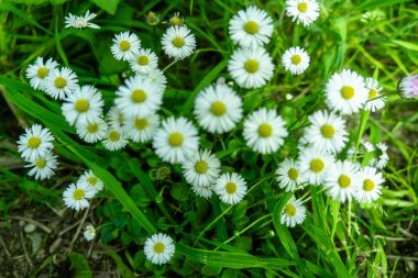 Yeşil bahçedeki çiçeklenen beyaz papatyaların yakın çekimi..