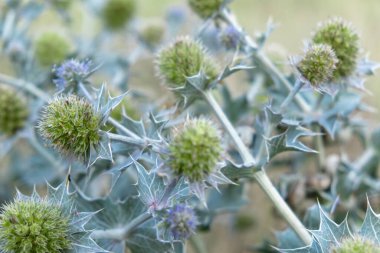 Doğal ortamdaki dikenli eryngium devedikeni yakın plan..