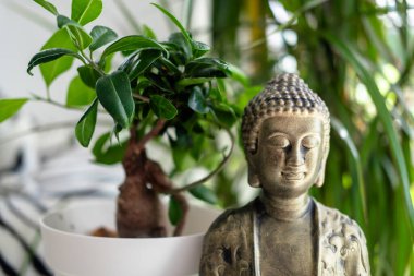 Huzurlu Buda heykeli ve serin iç mekandaki bonsai bitkisi.