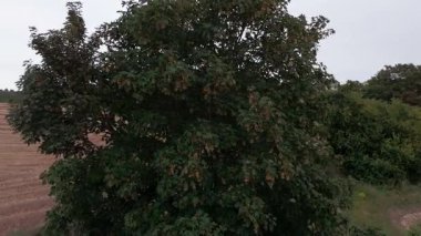 Gün batımında sakin kırsal alanda ağaçların geçiş görüntüsü.