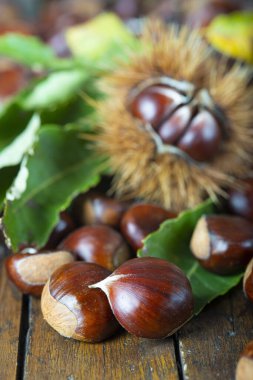 Tahta arka planda yaprakları olan bir kestane ağacı.