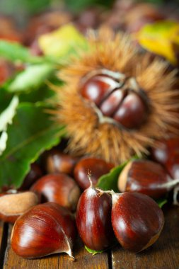 Tahta arka planda yaprakları olan bir kestane ağacı.