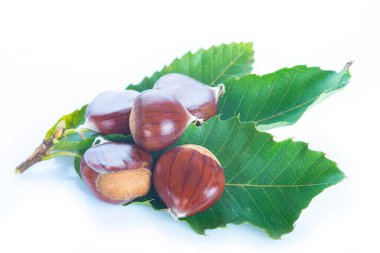 Kestaneler ve yapraklar beyaz arka planda izole edilmiş.