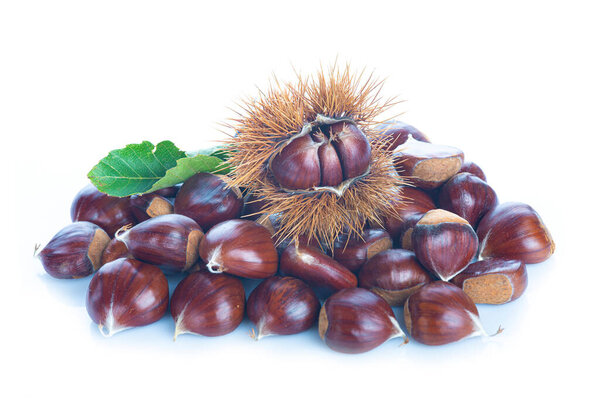 Chestnuts with leaves and burs isolated on a white background