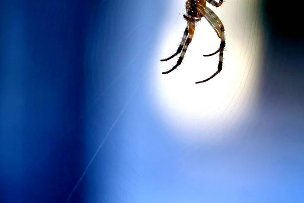 一只欧洲花园蜘蛛的腿 交叉蜘蛛 Araneus Diadematus 挂在蜘蛛网上 — 图库照片