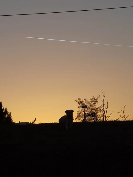 Siedzący Bezpański Pies Zarysowany Tle Zachodzącego Słońca — Zdjęcie stockowe