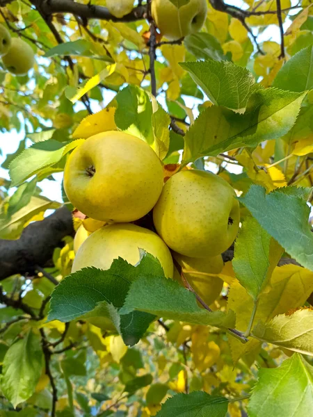Podzimní Den Venkovská Zahrada Rámu Zralá Jablka Stromě Připravená Sklizni — Stock fotografie