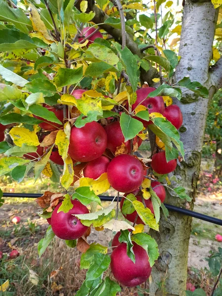 가을입니다 사과를 수확할 준비가 나무에 놓는다 — 스톡 사진