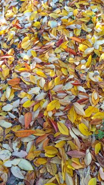 Kırmızı ve turuncu sonbahar yaprakları arka planda. Açık havada. Düşen sonbahar yapraklarının renkli arkaplan resmi mevsimsel kullanım için mükemmel