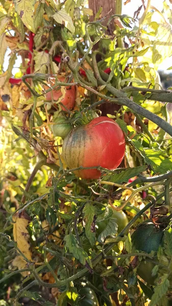 Tomates Rouges Mûres Biologiques Poussant Sur Lit Jardin Tomates Dans — Photo