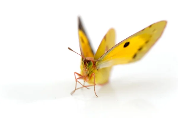 Clouded Yellow Butterfly Isolated White — Stock Photo, Image