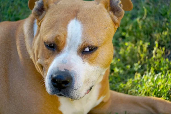 Side Eye Dog Gyanús Megjelenés Amerikai Staffordshire Terrier — Stock Fotó