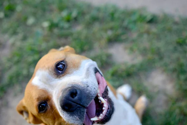 快乐的笑狗 一个可爱的斯塔福德郡小狗的肖像 — 图库照片