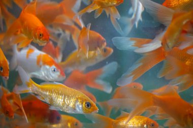 Akvaryumda çok balık var..