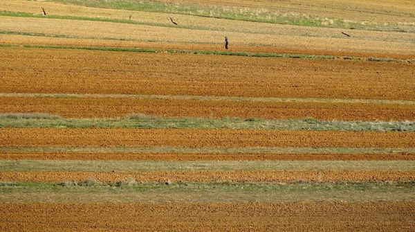 アルバニアのコルチェ地域の新鮮な耕地の老人 — ストック写真