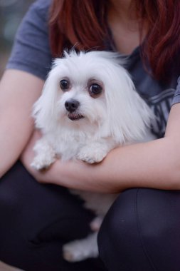 Malta köpeği - Malta köpek cinsi, Teacup Maltese