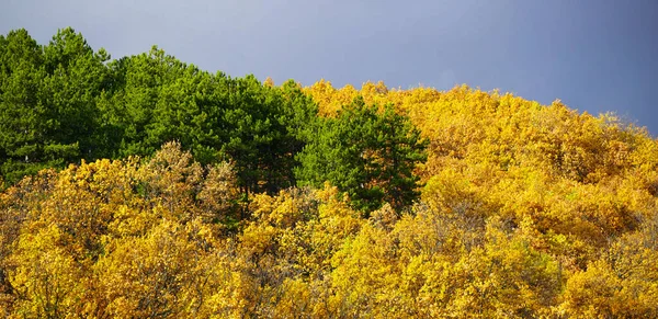 Klon Wiecznie Zielone Drzewa Żółtymi Zielonymi Liśćmi Jesiennym Lesie Tło — Zdjęcie stockowe