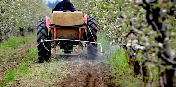 Tractor spray herbicide in an apple orchard in blossom, spraying pesticides on green field, agriculture concept