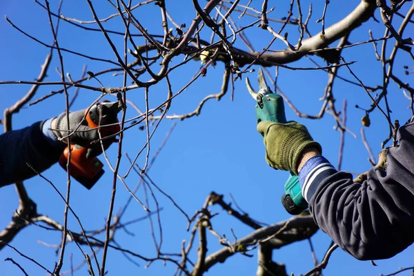 Winter pruning of apple tree agriculture concept .two pruners with electric secateurs.