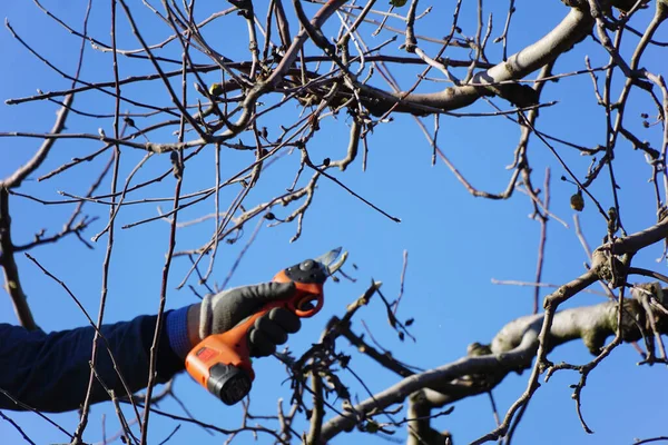 Vinterbeskärning Äppelträd Med Elektriska Sekatörer Jordbrukskoncept Stockbild