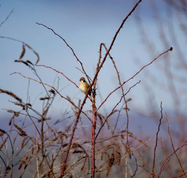 Sparrow on the branches. Birds on a tree. Little birds. bird in nature.