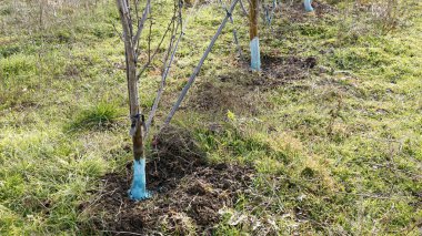 pear trees in january treated with Bordeaux mixture to combat mildew.