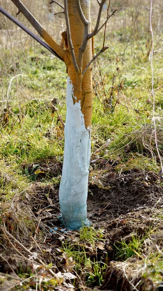 用波尔多混合物处理1月份梨树以防止霉菌 — 图库照片