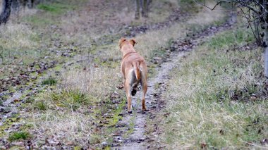 mixed staffy dog pictured in nature.