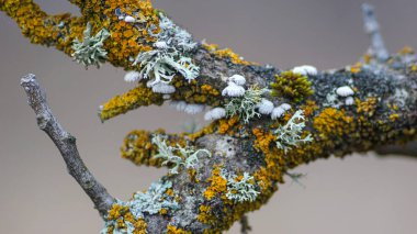 a beautiful macro-photo of lichen on a tree branch , lichen is a composite organism that arises from algae or cyanobacteria. clipart