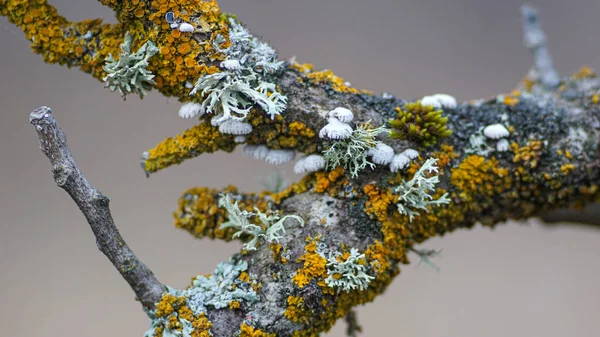 Μια Όμορφη Μακροφωτογραφία Λειχήνας Κλαδί Δέντρου Λειχήνα Είναι Ένας Σύνθετος Εικόνα Αρχείου