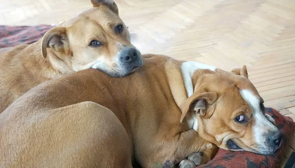 mixed staffy dog laying on a back of her mother and looking on camera.