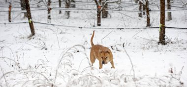 mixed american Staffordshire Terrier during Cold Day in Winter. Dog in the Snow.