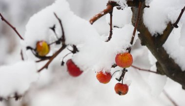 snow covered apple hanging from a tree. Other trees in the background. Snow on the apple.