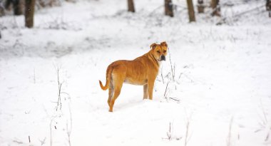 mixed american Staffordshire Terrier during Cold Day in Winter. Dog in the Snow.