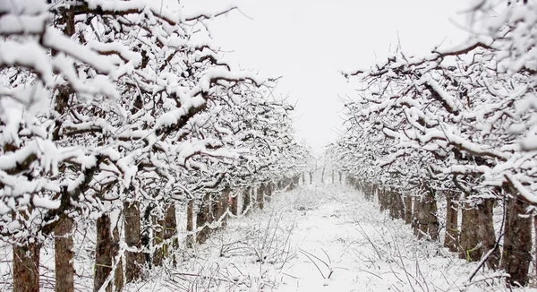 snow on a fresh pruned apple trees in an orchard,agriculture weather and winter concept.