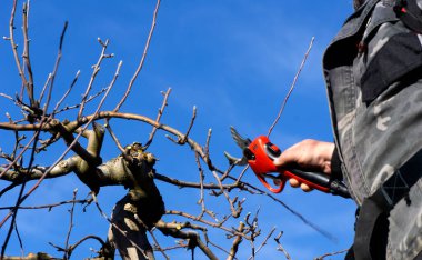 Winter pruning of apple tree with electric secateurs.