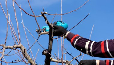 Winter pruning of apple tree with electric secateurs.