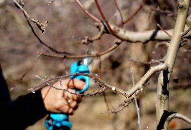 Winter pruning of apple tree with electric secateurs.