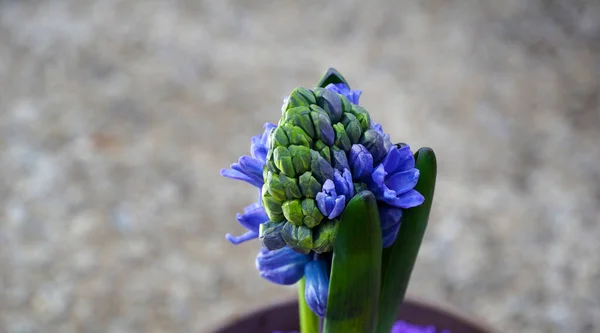 Fújatlan Jácint Egy Virágcserépben Tavasz Téma — Stock Fotó