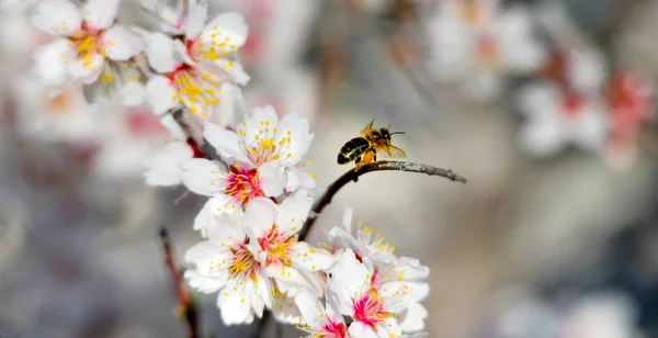 Méz Méh Egy Gallyon Rózsaszín Fehér Virágokkal Tavasszal — Stock Fotó