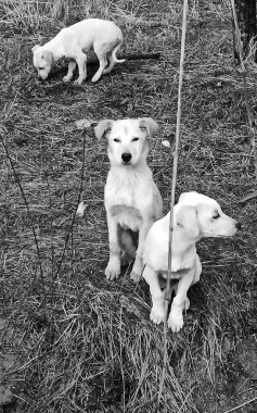 Doğada sevimli, sevimli, beyaz sokak köpekleri. Terk edilmiş, evsiz hayvanların fotoğrafı..