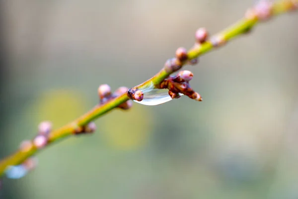 Raindrops Buds Spring Concept Blurred Background — Stock Photo, Image