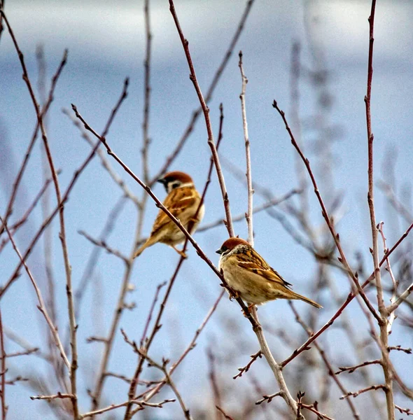 Dva Vrabci Sedí Větvi Parku Březnu Můra — Stock fotografie