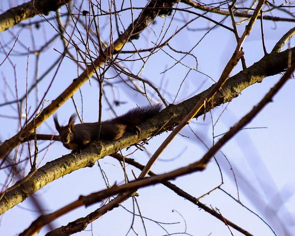 Wiewiórka Drzewie Przyrodzie — Zdjęcie stockowe
